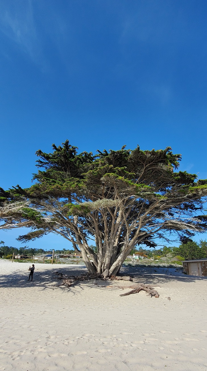 Name:  228-20220502_171610.jpg
Views: 3105
Size:  450.1 KB