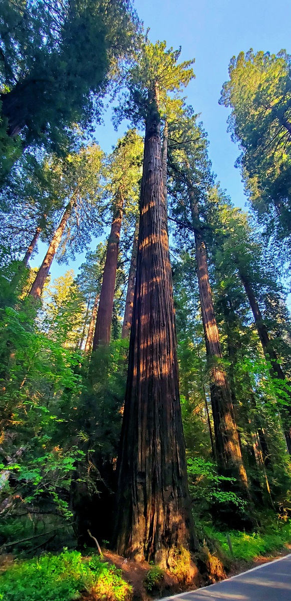 Name:  246-20220503_174349.jpg
Views: 3050
Size:  464.4 KB