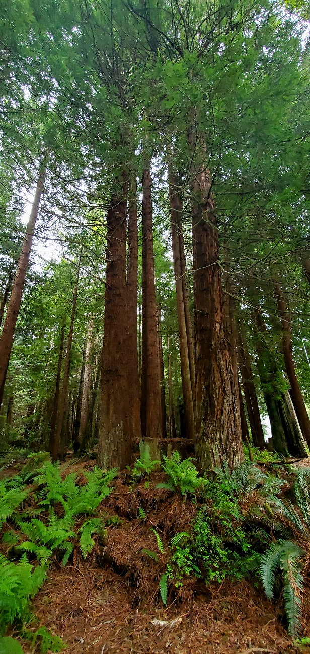 Name:  250-20220504_100315.jpg
Views: 3101
Size:  547.8 KB