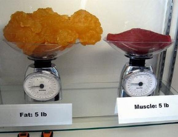 Name:  Fat and muscle..jpg
Views: 3250
Size:  27.6 KB