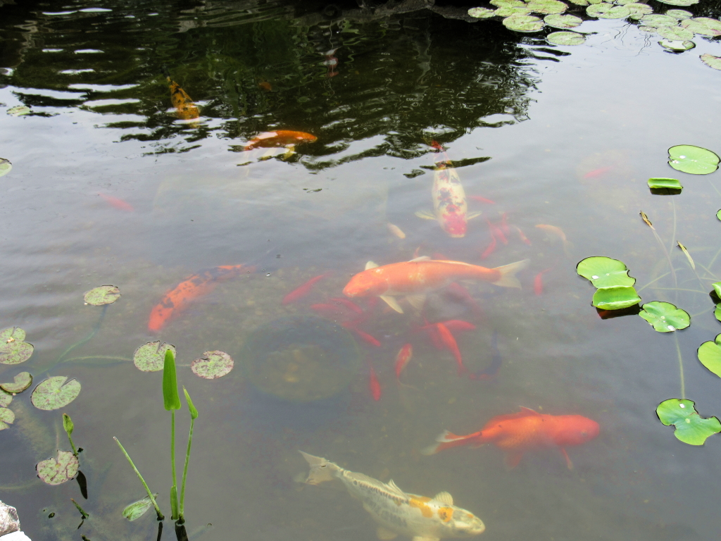 Name:  pond-fish.jpg
Views: 20289
Size:  648.7 KB