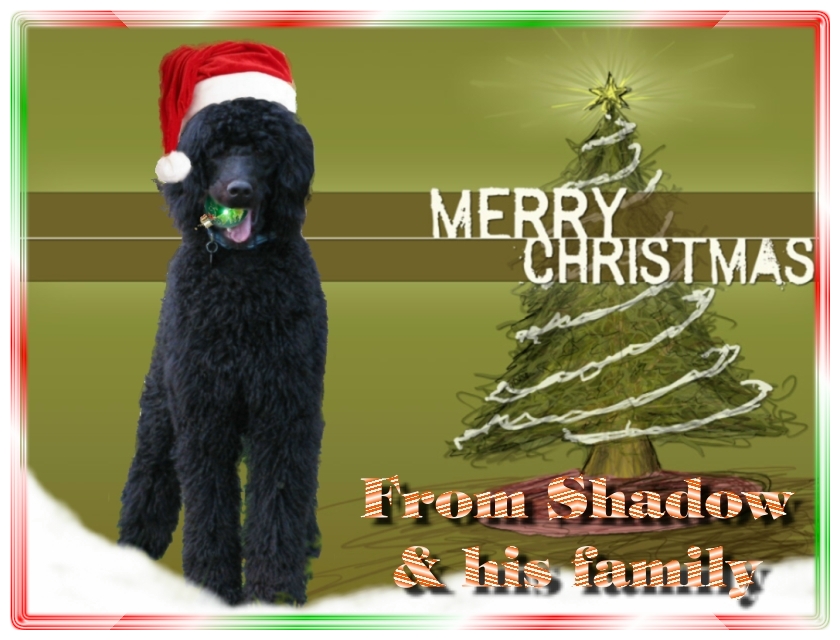 Name:  shadow-christmas-card-3.jpg
Views: 34877
Size:  291.5 KB