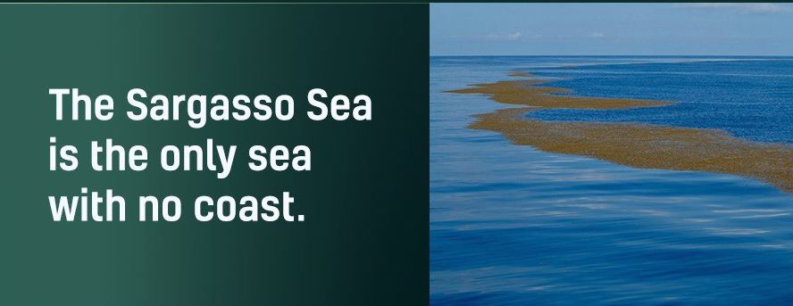 Name:  Sargasso Sea..jpg
Views: 398
Size:  38.4 KB