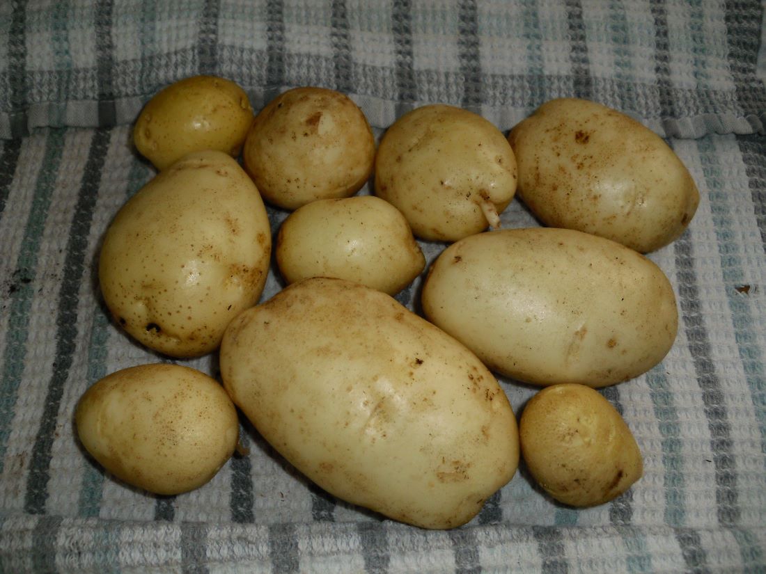 Name:  Potatoes.JPG
Views: 589
Size:  134.7 KB