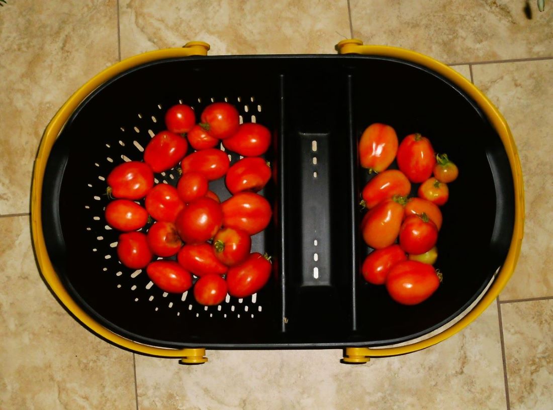 Name:  Tomatoes.jpg
Views: 526
Size:  107.0 KB